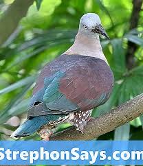 Jendela casement satu ini merupakan jendela dengan merk tidy. Perbezaan Antara Pigeon Dan Dove Perbezaan Antara 2021