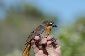 Garden Small Birds Of South Africa Pin On Birds Of South Africa
