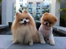 Check spelling or type a new query. What Is My Perfect Dog Breed Quiz Youtube