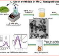 Green synthesis of MnO2 nanoparticles from Psidium guajava ...