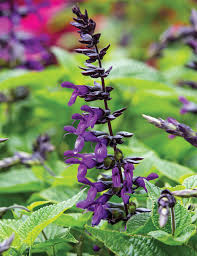 Salvia 'purple velvet' salvia 'purple velvet' is a woody salvia producing deep purple flowers held on towering stems, which can reach 1m in height. Salvia Purple And Bloom Tesselaar