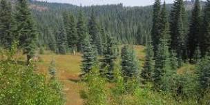 California Forest Pest Council 2026 Weed Tour