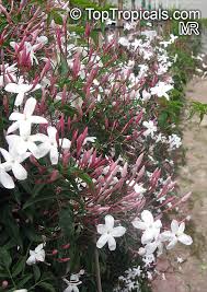 Image result for Jasminum schimperi