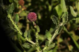 Image result for Sphaeranthus gazaensis