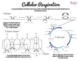 cellular respiration charts