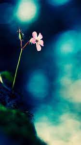 2018 Wallpaper Hd Android Iphone Wallpaper Hd Wallpapers For Android Mobile Full Screen Nature Iphone Wallpaper Android Wallpaper Flower Wallpaper