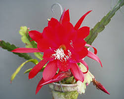 Image result for Epiphyllum