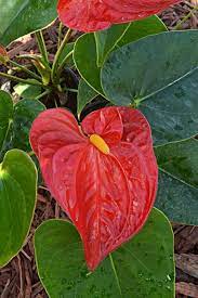 Anthurium Is A Great Indoor Flower Tips For Growing Tropical Plants Indoors Indoor Tropical Plants Indoor Flowers Plants