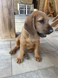 Image result for štýrský brakýř