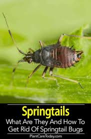 Household treatment if you are wanting a do it yourself pest control option, and something that is environmentally friendly, then. Springtails In Soil What Are They How To Get Rid Of Springtails Springtails Garden Pests Garden Pest Control