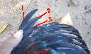 Ukuran badan lebar dengan struktur tulang kasar. Kelebihan Memilih Ayam Aduan Dengan Sayap Double