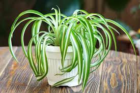 Image result for Chlorophytum