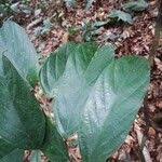 Image result for Afrostyrax lepidophyllus