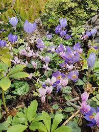 Image result for Crocus speciosus