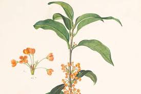 Image result for Oleaceae
