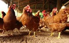 Gallinero Images – Browse 683 Stock Photos, Vectors, and ...
