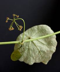 Image result for Menispermaceae