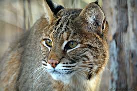 Owning a bobcat can be a gratifying experience, but it requires a lifetime commitment to responsible ownership. Bobcats Maymont Foundation