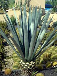 With a cactus, they are easy to grow; Agave Tequilana Tequila Agave World Of Succulents Agave Plant Tequila Agave Succulent Landscaping