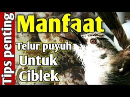 Burung ciblek kristal memiliki tampilan yang cukup menggoda, cocok untuk anda yang juga mencari keindahan. Telur Puyuh Untuk Ciblek Youtube