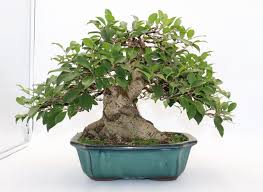 Image result for Grewia microcarpa