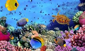 Best 3d live wallpapers for android, download right now! Free 3d Nature Live Hd Wallpaper Apk Download For Android Getjar