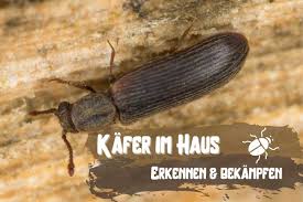 Kleine Braune Kafer In Haus Wohnung Bestimmen Und Loswerden Gartenlexikon De