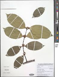 Image result for Salacia rhodesiaca