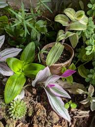 Image result for Aneilema zebrinum