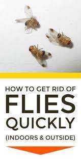 Get Rid Of Flies Naturally Get Rid Of Flies Homemade Fly Traps Fly Repellant Diy