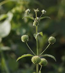 Image result for Hyptis