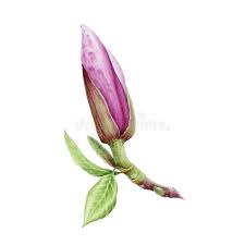 Pin On Flower Drawings