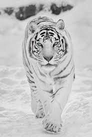 beautiful white tiger snow tiger white tiger tiger pictures