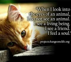 When I Look Into The Eyes Of An Animal Quote Pin By Mustang Lady On Animals In 2020 Animal Lover Quotes Cat Quotes I Love Cats