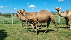 Camel Riding In Israel (Negev Camel Ranch) - Kfar Hanokdim