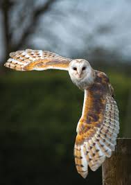 Birds Of Prey Western North Carolina Saving North Carolina S Climate Threatened Birds Owl Spirit Animal Barn Owl Owls Drawing