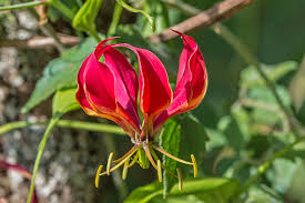 Image result for Colchicaceae