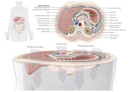 The spleen lies between the stomach and the diaphragm in the upper left hand side of the abdominal cavity. Spleen Amboss