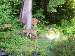 Homepages for Brian, Lucy and Max