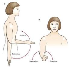 Image result for Elbow Exam