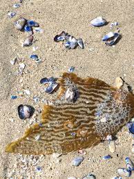 Additionally, reducing dust in the air helps improve shop cleanliness. How To Clean Seashells After Your Beach Trip 2 Bees In A Pod