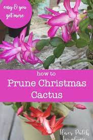 How To Prune Christmas Cactus For A Bushier And Healthier Plant And Or Keep It A Manageable Size Video Include Christmas Cactus Healthy Plants Winter Flowers
