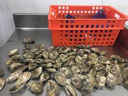 Do eggs go bad if kept in the fridge? How Long Do Oysters Stay Fresh Pangea Shellfish Company