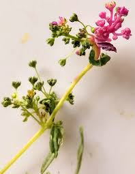 Image result for Hypertelis cerviana