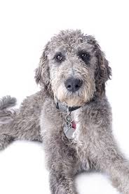 683 likes · 6 talking about this. Weimardoodle Dog Breed Health Temperament Training Feeding And Grooming Petguide