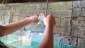 Beauty, cosmetic & personal care. World Of Betta New Short Fins Fem Betta Koi Pi3m Isda