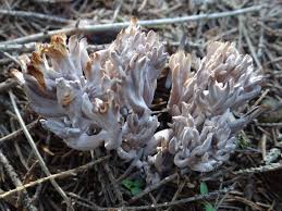 Image result for Clavulina cinerea