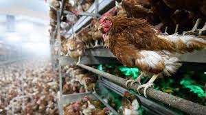 Bird flu viruses infect birds, including chickens, other poultry, and wild birds such as ducks. Mass Chicken Culling In Japan After Bird Flu Outbreak