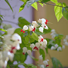 Image result for Orthochilus