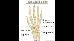 Image result for Trapezoid Bone
